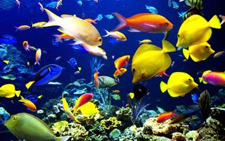 Fish Live Wallpaper اسکرین شاٹ 1