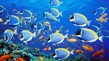 Fish Live Wallpaper اسکرین شاٹ 3