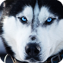 Siberian Husky Live Wallpaper APK