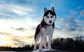 Siberian Husky Live Wallpaper imagem de tela 3