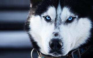 Siberian Husky Live Wallpaper скриншот 1