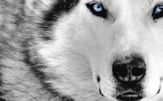 2 Schermata Siberian Husky Live Wallpaper