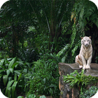 آیکون‌ Jungle Live Wallpaper