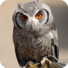 Owl Live Wallpaper आइकन