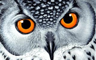 Owl Live Wallpaper ảnh chụp màn hình 1
