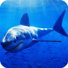 Shark Live Wallpaper иконка