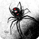 Spider Live Wallpaper APK