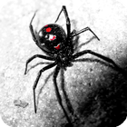 Spider Live Wallpaper icon