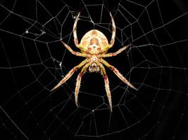 Spider Live Wallpaper imagem de tela 3