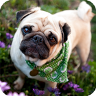 Pug Live Wallpaper icon