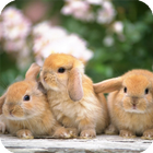 Rabbit Live Wallpaper icono