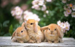 Rabbit Live Wallpaper ảnh chụp màn hình 1