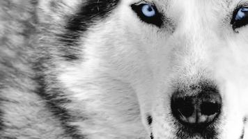 Wolf Live Wallpaper 截圖 2