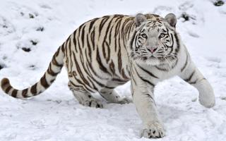 1 Schermata White Tiger Live Wallpaper