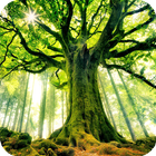 Tree Live Wallpaper آئیکن