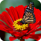 Butterfly Live Wallpaper आइकन