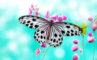 برنامه‌نما Butterfly Live Wallpaper عکس از صفحه