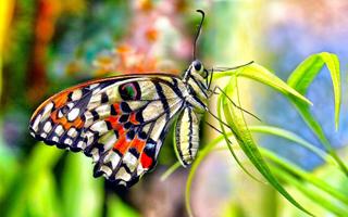 Butterfly Live Wallpaper स्क्रीनशॉट 3