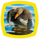 Goose Sounds
