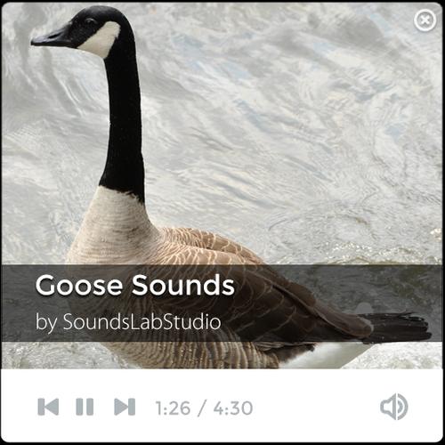 Звук гуся слушать. Goose Sound. Постер Goose. Звук гуся. Звук гуся Гага.