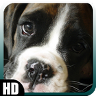 Boxer Dog Wallpaper أيقونة