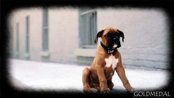 Boxer Dog Wallpaper تصوير الشاشة 1