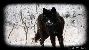 Black Wolf Wallpaper Screenshot 1