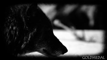 Black Wolf Wallpaper স্ক্রিনশট 2