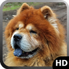 Chow Chow Wallpaper-icoon