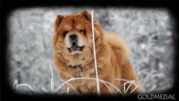 Chow Chow Wallpaper پوسٹر