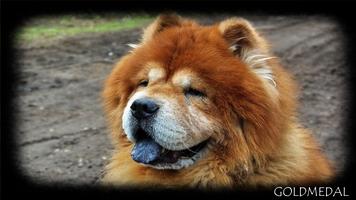 Chow Chow Wallpaper Ekran Görüntüsü 1