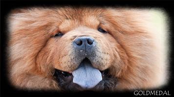 Chow Chow Wallpaper Ekran Görüntüsü 2