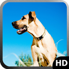 Great Dane Wallpaper icono