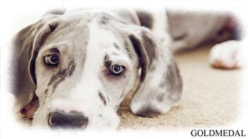 Great Dane Wallpaper 截图 1