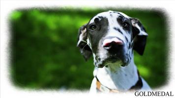 Great Dane Wallpaper 截图 3