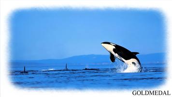 Orca Wallpaper Affiche