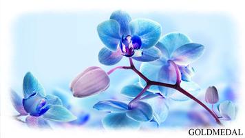 Orchid Live Wallpaper Cartaz