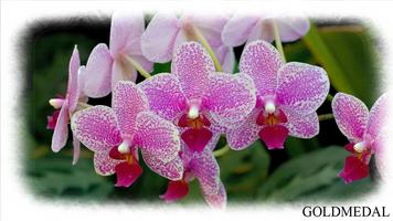 برنامه‌نما Orchid Live Wallpaper عکس از صفحه