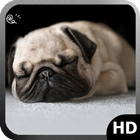 Pug Dog Wallpaper 图标