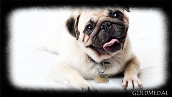 Pug Dog Wallpaper 截图 3