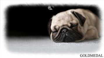 Pug Dog Wallpaper poster