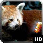 Red Panda Wallpaper آئیکن