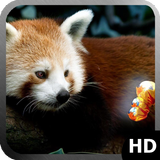 Red Panda Wallpaper icône