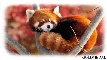 Red Panda Wallpaper penulis hantaran
