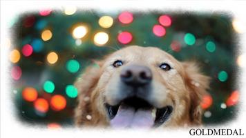 Golden Retriever Wallpaper پوسٹر