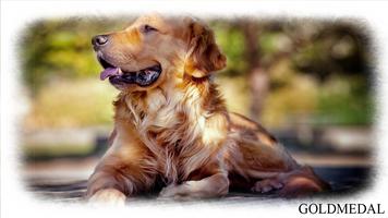 Golden Retriever Wallpaper स्क्रीनशॉट 1