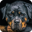 Rottweiler Wallpaper APK