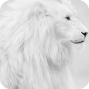 APK Snow Lion Wallpaper