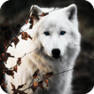 White Wolf Wallpaper