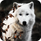 White Wolf Wallpaper icône
